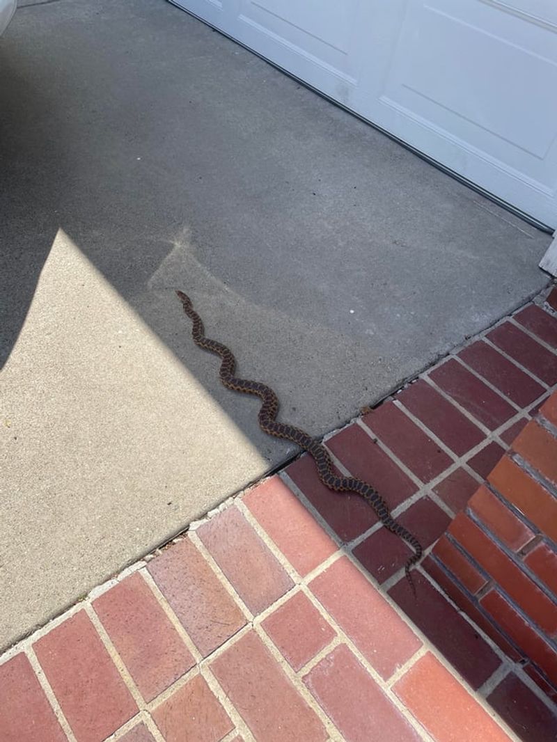 These Snakes Are Often Mistaken For Rattlesnakes