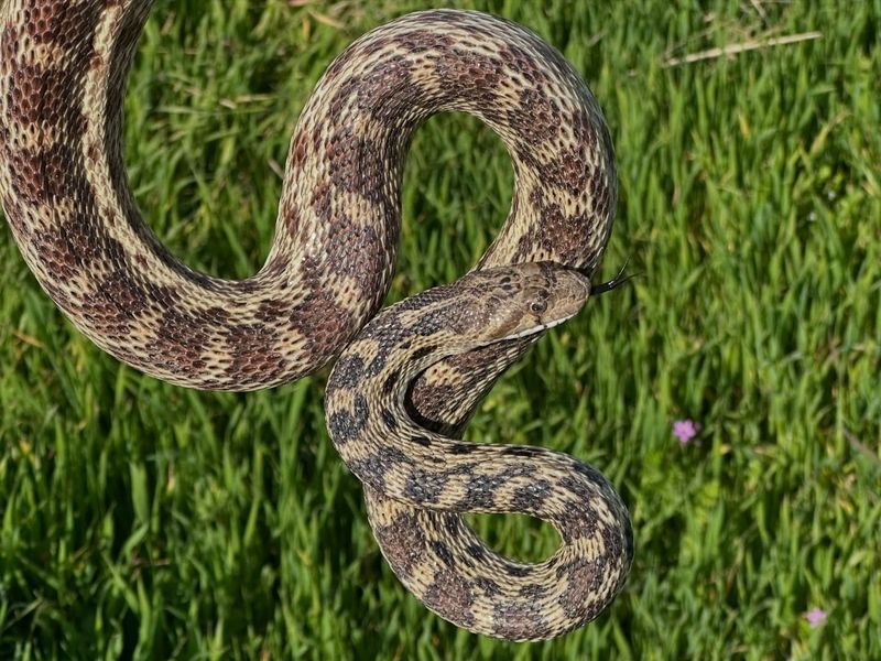 These Snakes Go Straight After Underground Rodents These Snakes Go Straight After Underground Rodents