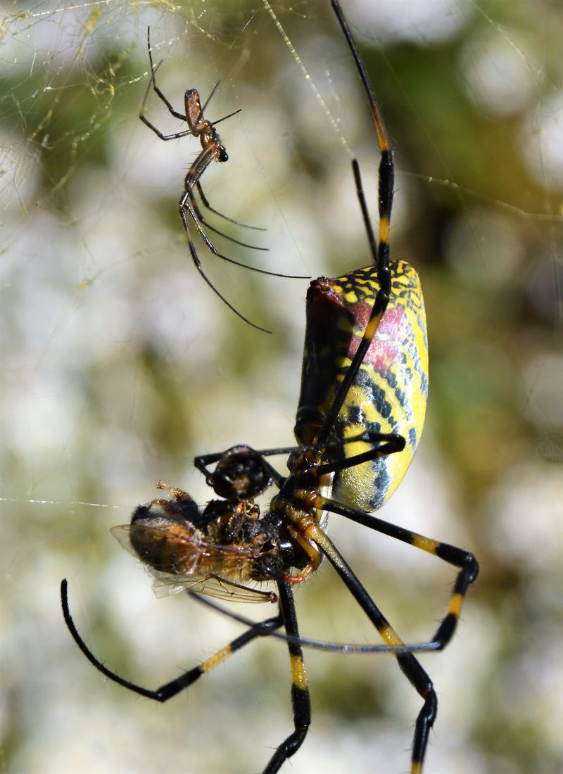 These Spiders Catch More Than One Kind Of Insect