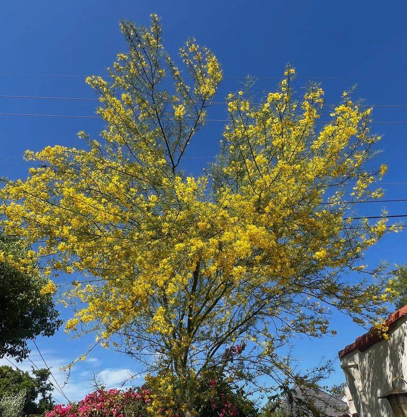 These Trees And Shrubs Are Most At Risk