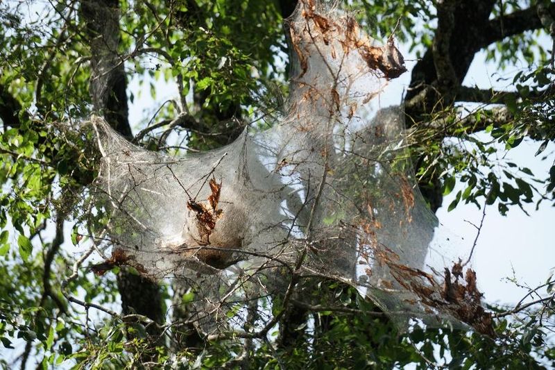 These Webs Appear In Late Summer, Unlike Spring Tent Caterpillars These Webs Appear In Late Summer, Unlike Spring Tent Caterpillars