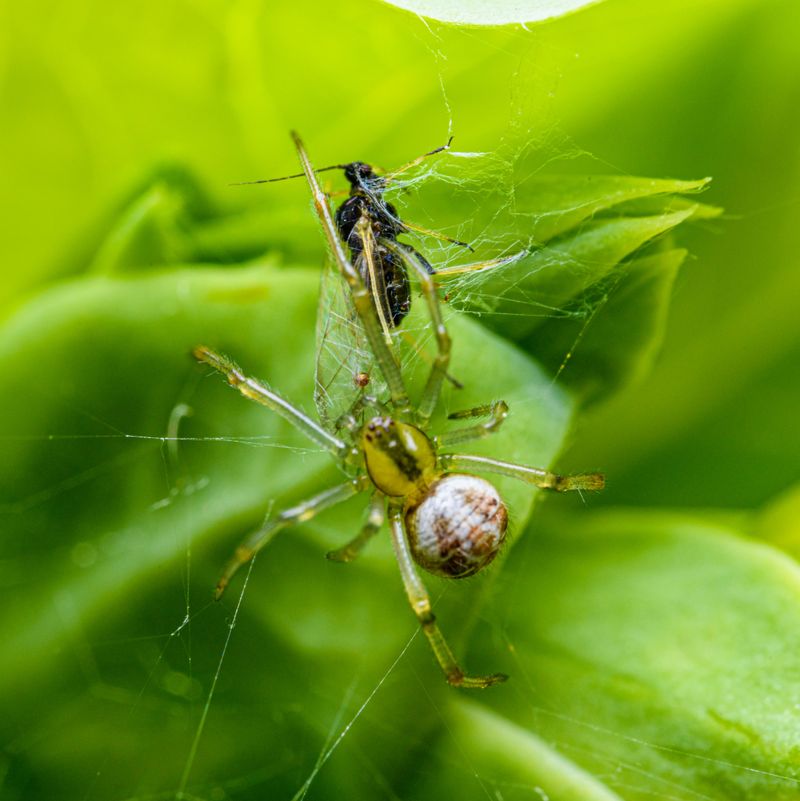 These Webs Are Trapping Mosquitoes And Other Pests These Webs Are Trapping Mosquitoes And Other Pests