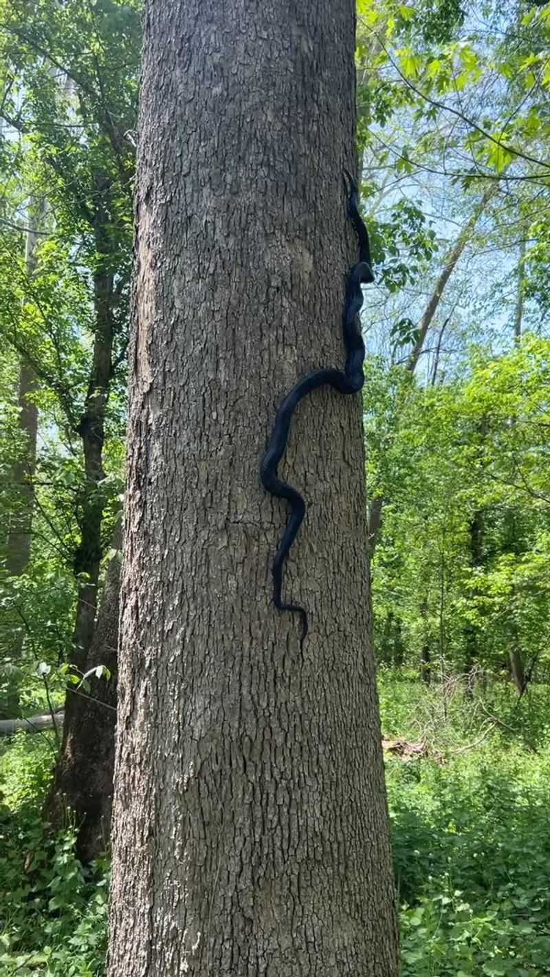 They Are Excellent Climbers