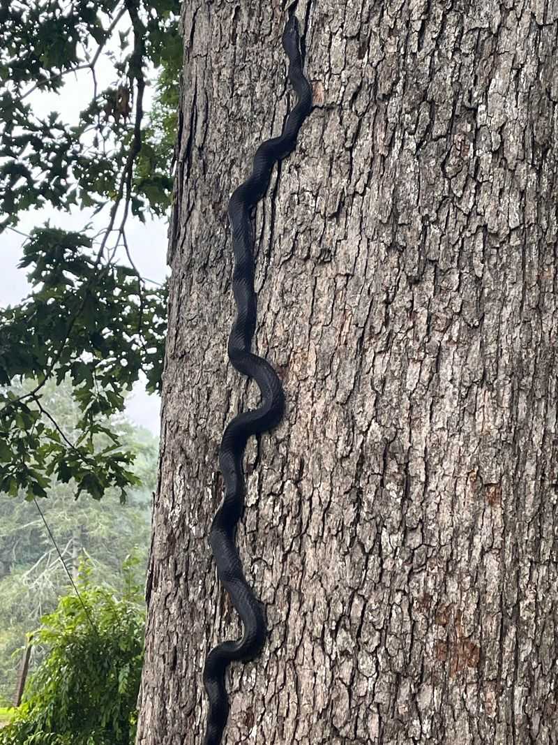 They Are Excellent Climbers