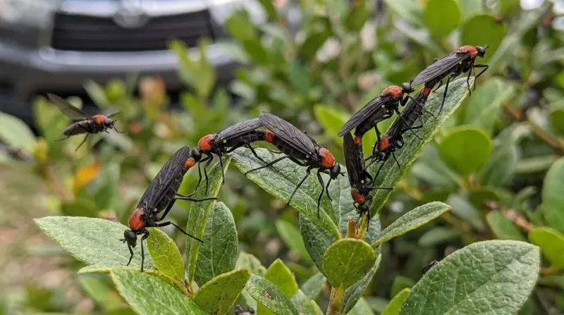 They Are Feeding On Decaying Material Rather Than Living Roots They Are Feeding On Decaying Material Rather Than Living Roots