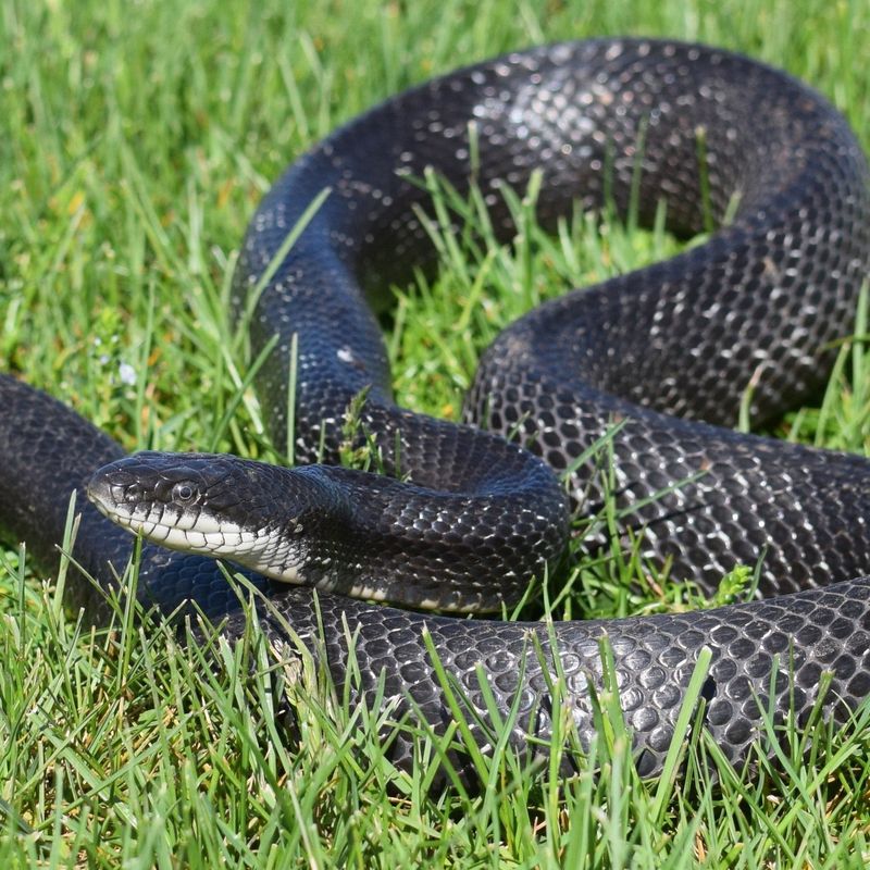 They Are Nonvenomous And Usually Avoid People