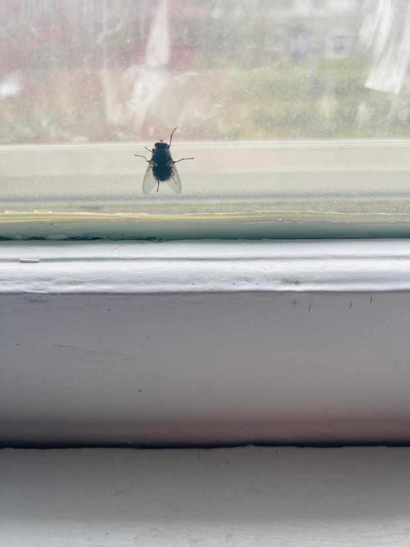 They Are Not Looking For Food