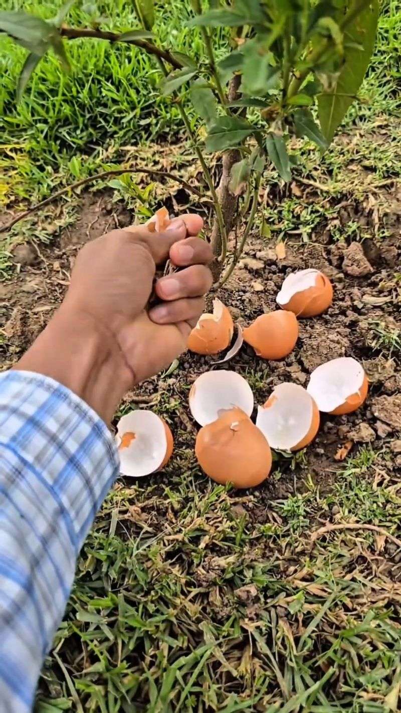 They Are Preparing Beds For Future Crops