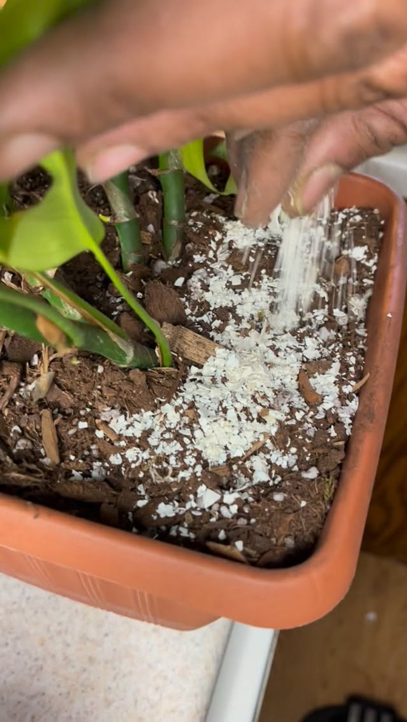 They Are Trying To Improve Acidic Garden Soil
