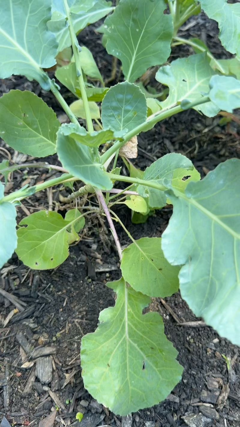 They Attack Young Seedlings The Hardest They Attack Young Seedlings The Hardest