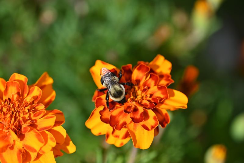 They Attract Pollinators Throughout The Season They Attract Pollinators Throughout The Season