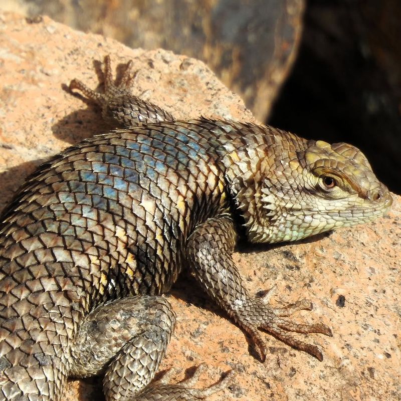 They Become More Active In Summer Heat