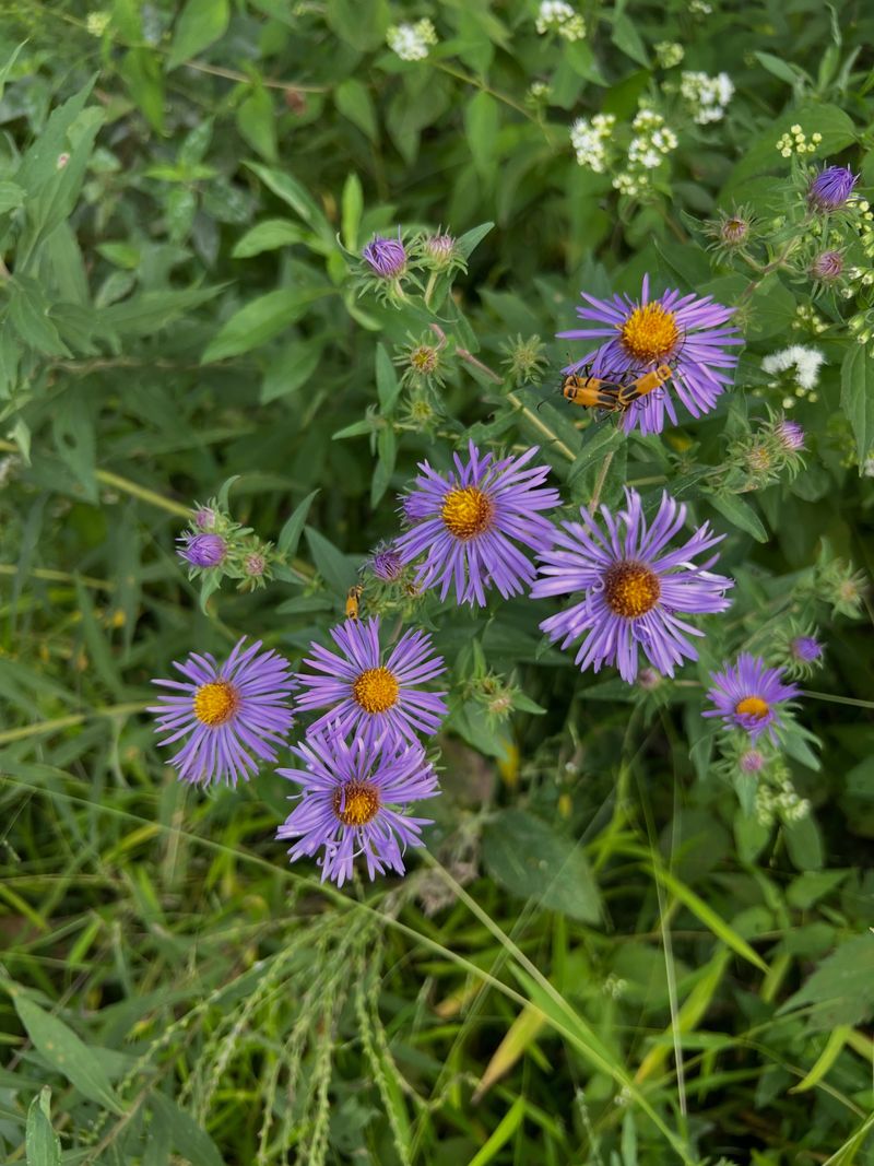 They Bloom When Other Ohio Flowers Are Fading