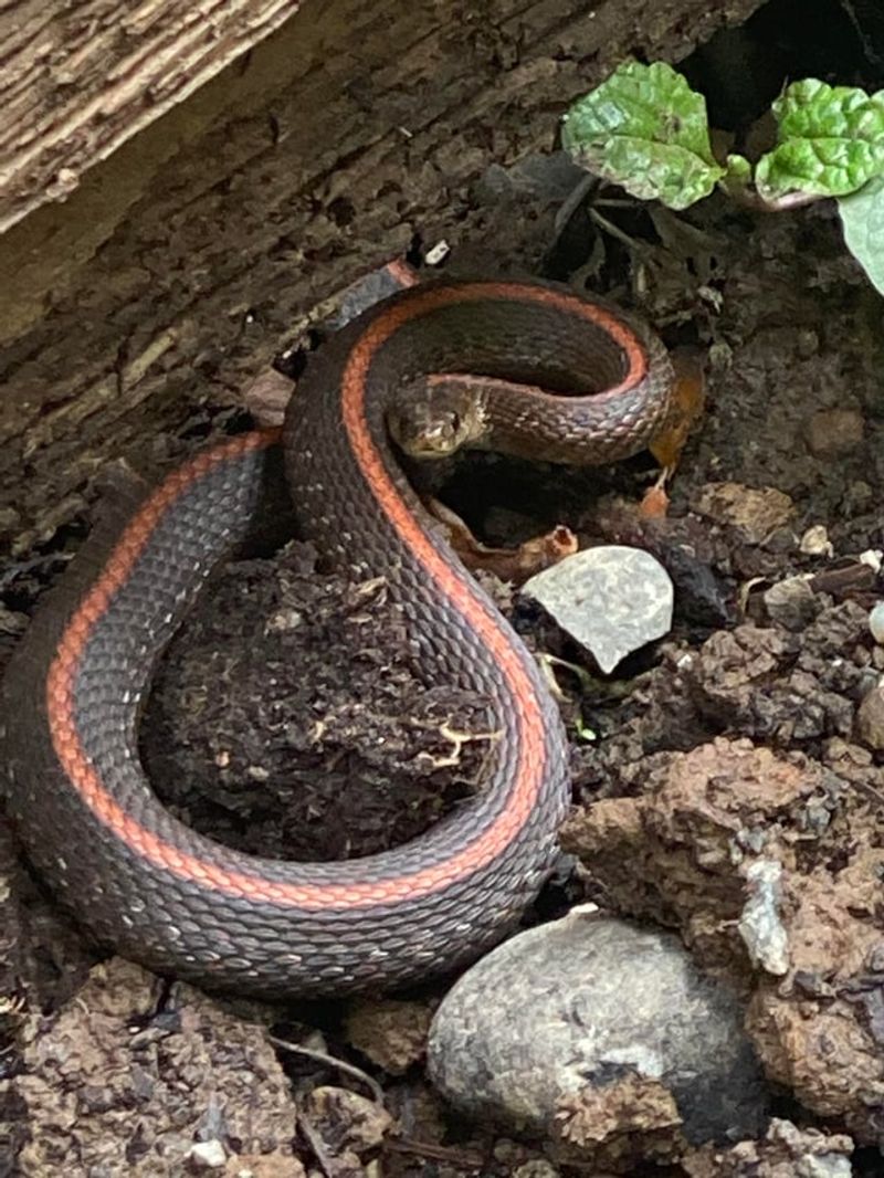 They Can Help With Some Common Garden Pests