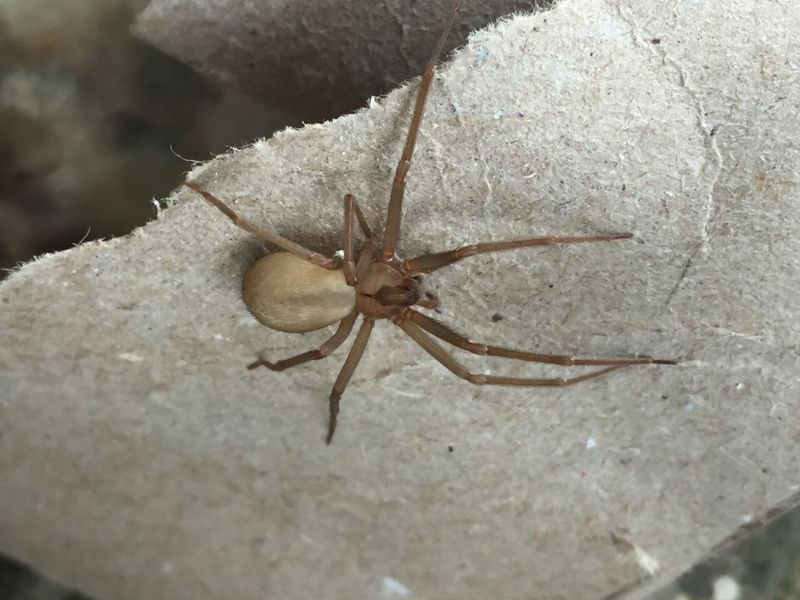 They Can Turn Up In Sheds And Garages