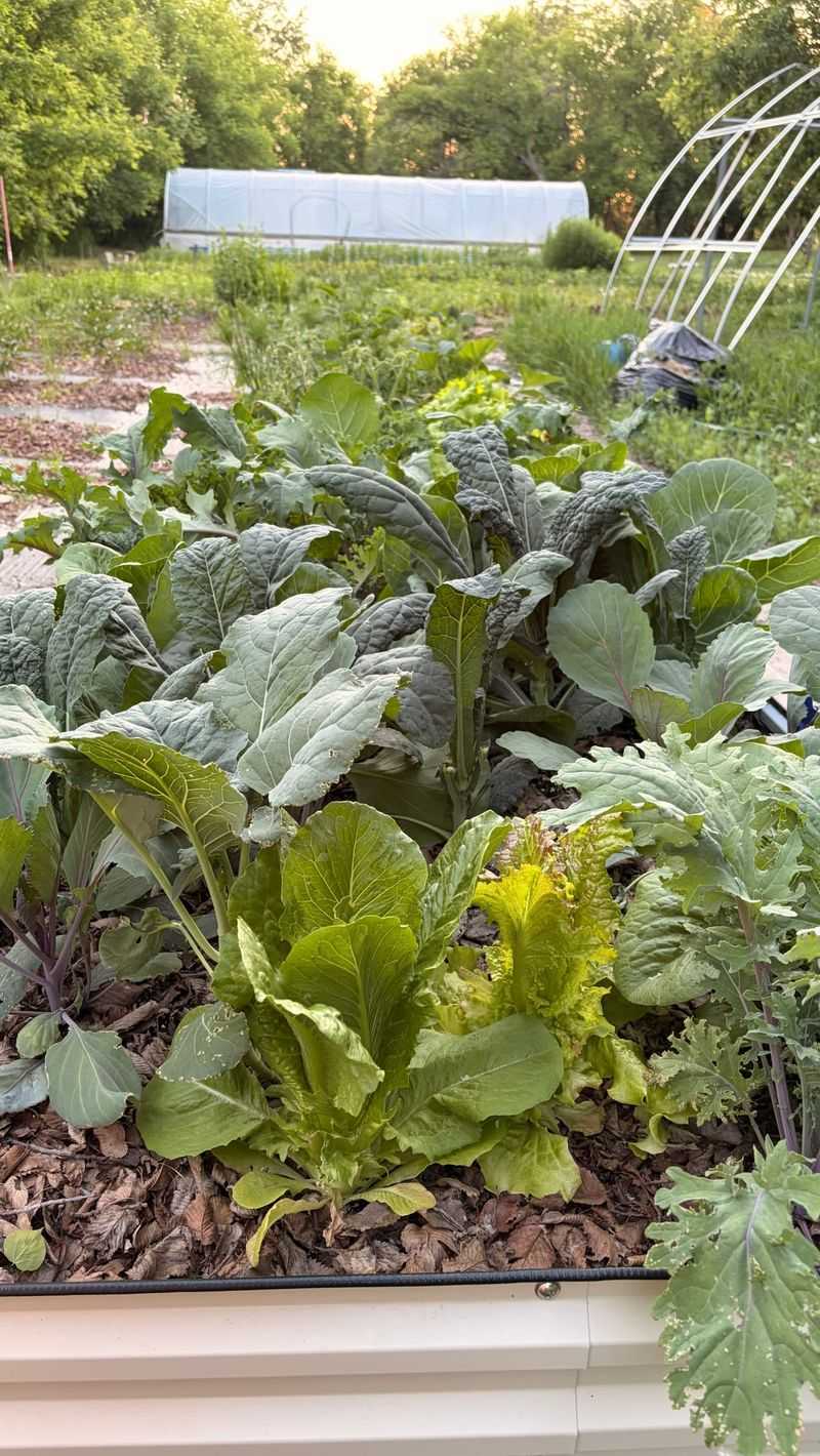 They Drain The Life Out Of Your Collard Leaves They Drain The Life Out Of Your Collard Leaves
