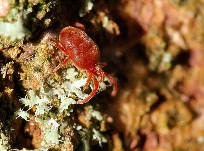 They Feed On Skin Cells, Not Blood