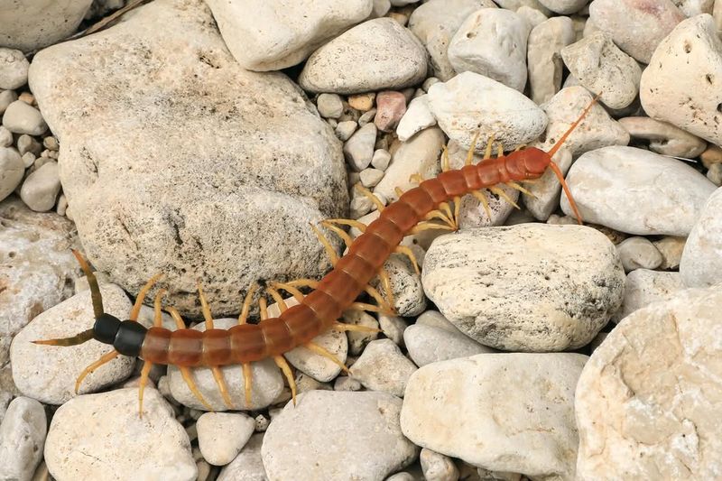 They Follow Insects That Provide An Easy Food Source