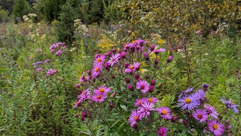 They Give Monarchs Valuable Fall Fuel