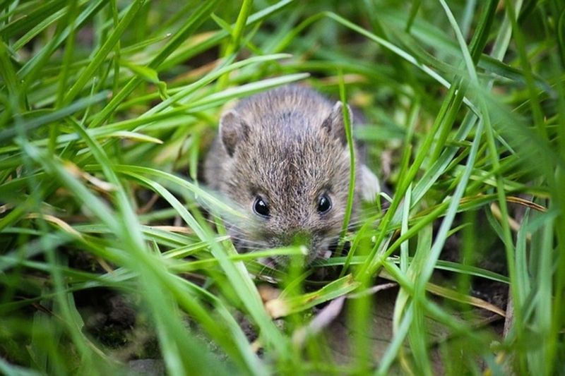 They Help Control More Than Just Mice