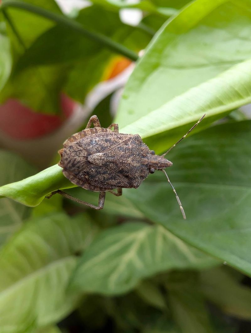 They Hide In Garden Areas They Hide In Garden Areas