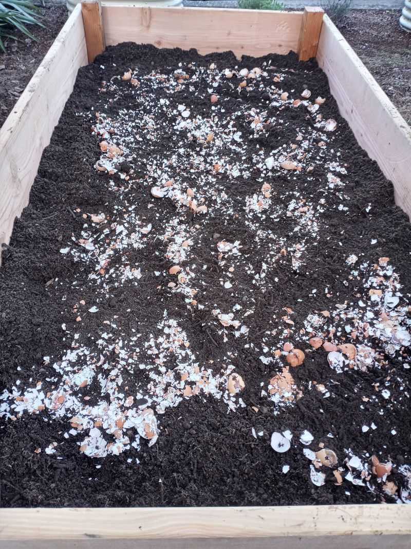 They Hope Eggshells Will Prevent Blossom End Rot