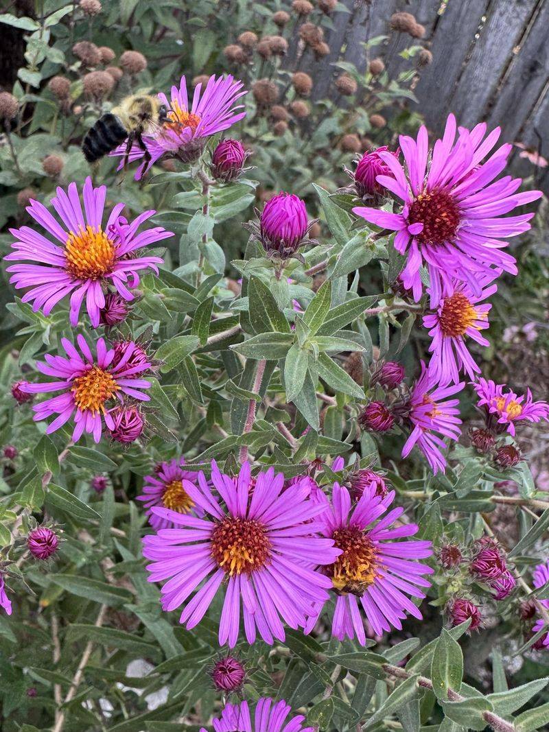 They Keep Supporting Wildlife After The Flowers Fade