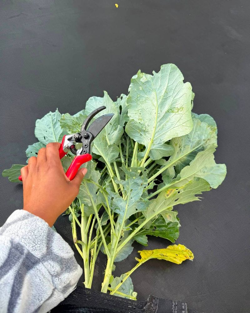 They Make Your Collards Look Ugly And Unsellable They Make Your Collards Look Ugly And Unsellable