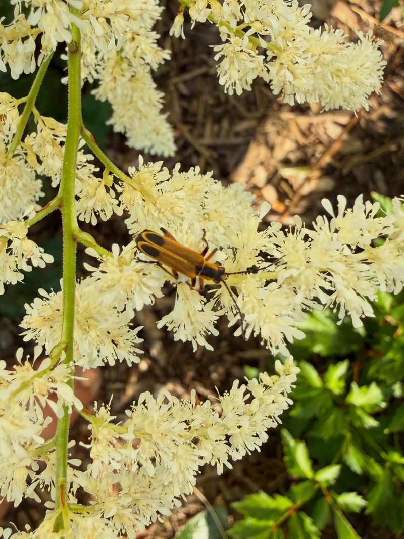 They May Be Hunting Aphids While They Are There They May Be Hunting Aphids While They Are There