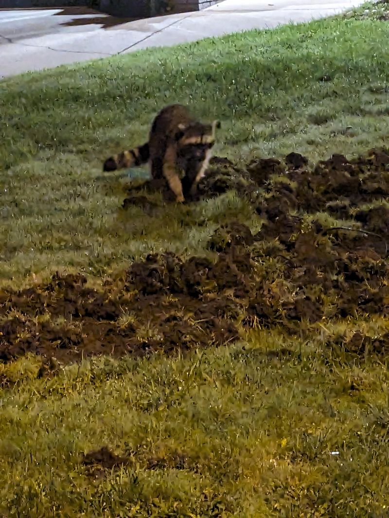 They May Be Hunting For Grubs Beneath The Lawn They May Be Hunting For Grubs Beneath The Lawn