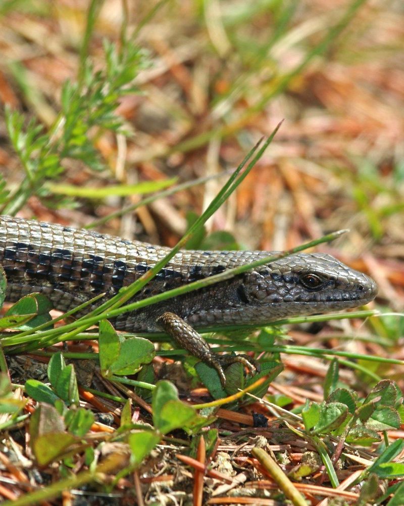 They May Be Hunting Slugs Around Your Beds