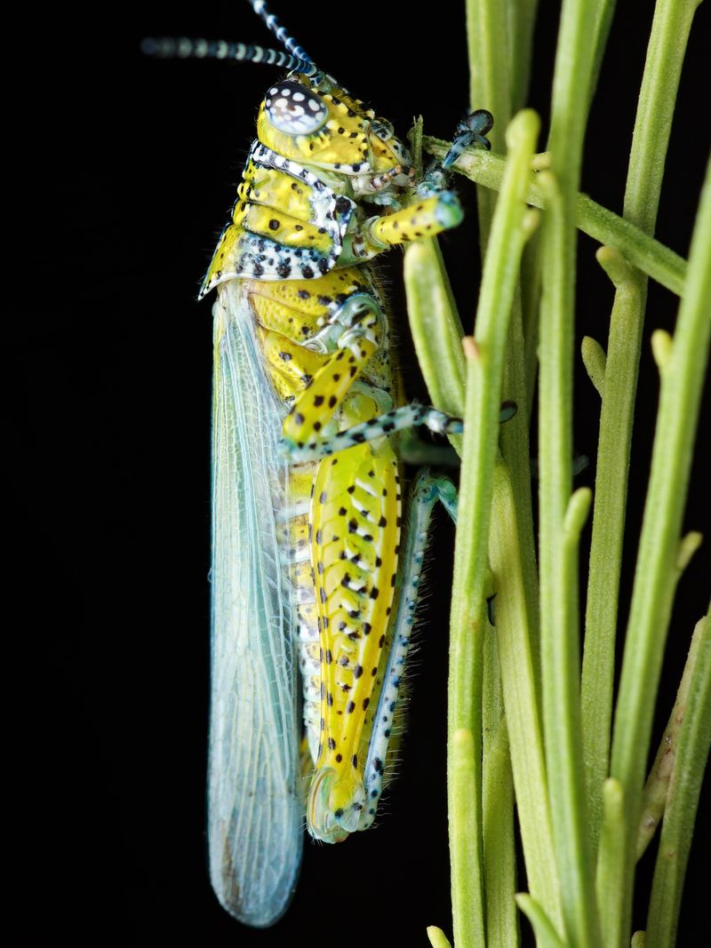 They May Be Moving In From Nearby Areas They May Be Moving In From Nearby Areas