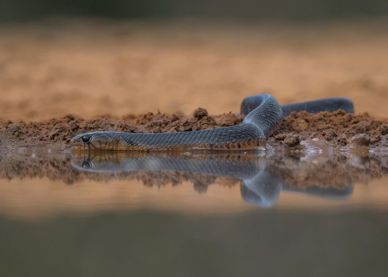 They May Be Searching For Water