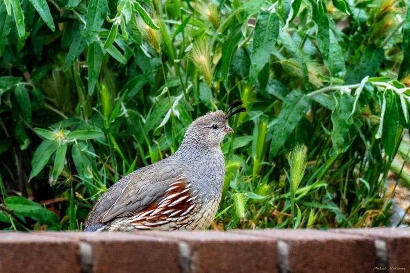 They May Be Using Your Yard As A Feeding Area Again