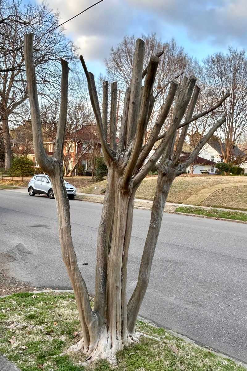 They May Interfere With Nearby Pavement