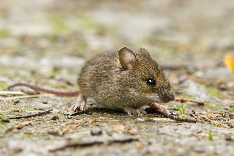 They Often Appear Where Rodents Are Active