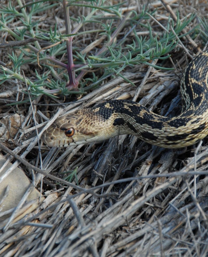 They Often Show Up Where Gopher Activity Is Highest They Often Show Up Where Gopher Activity Is Highest