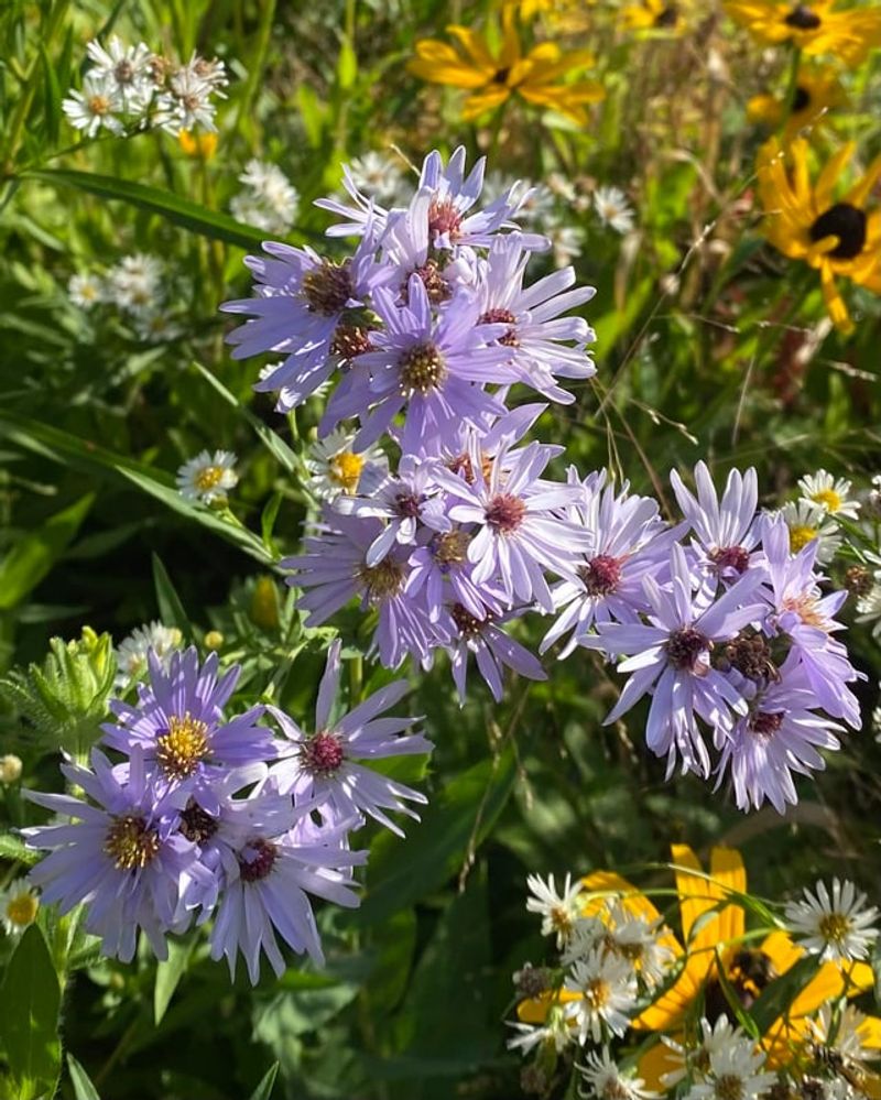 They Pair With Goldenrod For A Bigger Pollinator Buffet