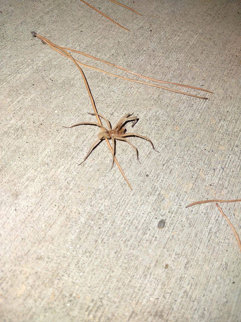 They Prefer Dark Undisturbed Hiding Spots