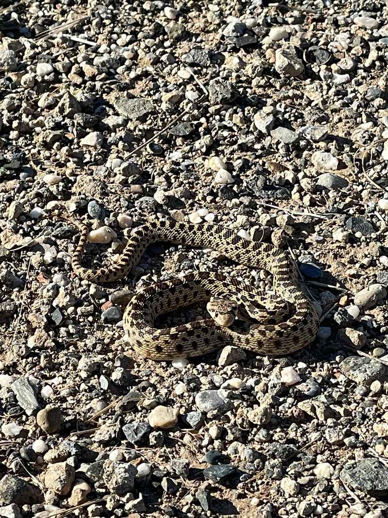 They Prefer Hiding Spots Near Rocks And Vegetation