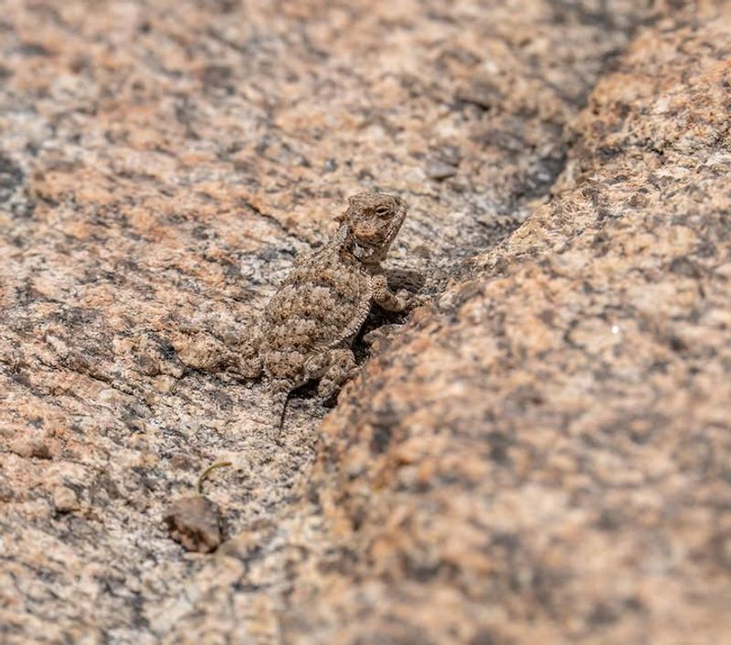 They Rely On Camouflage To Stay Hidden