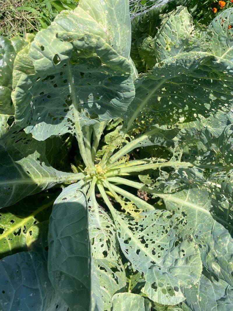They Spread To Your Other Garden Plants They Spread To Your Other Garden Plants