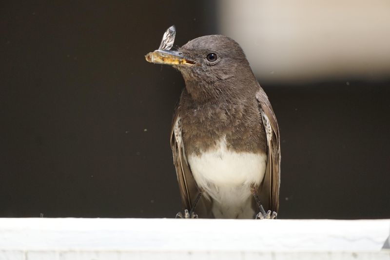 They Stay Close To Flying Insects