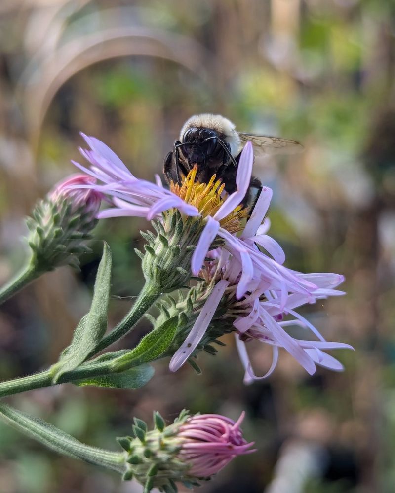 They Turn A Small Yard Into A Late-Season Refuge