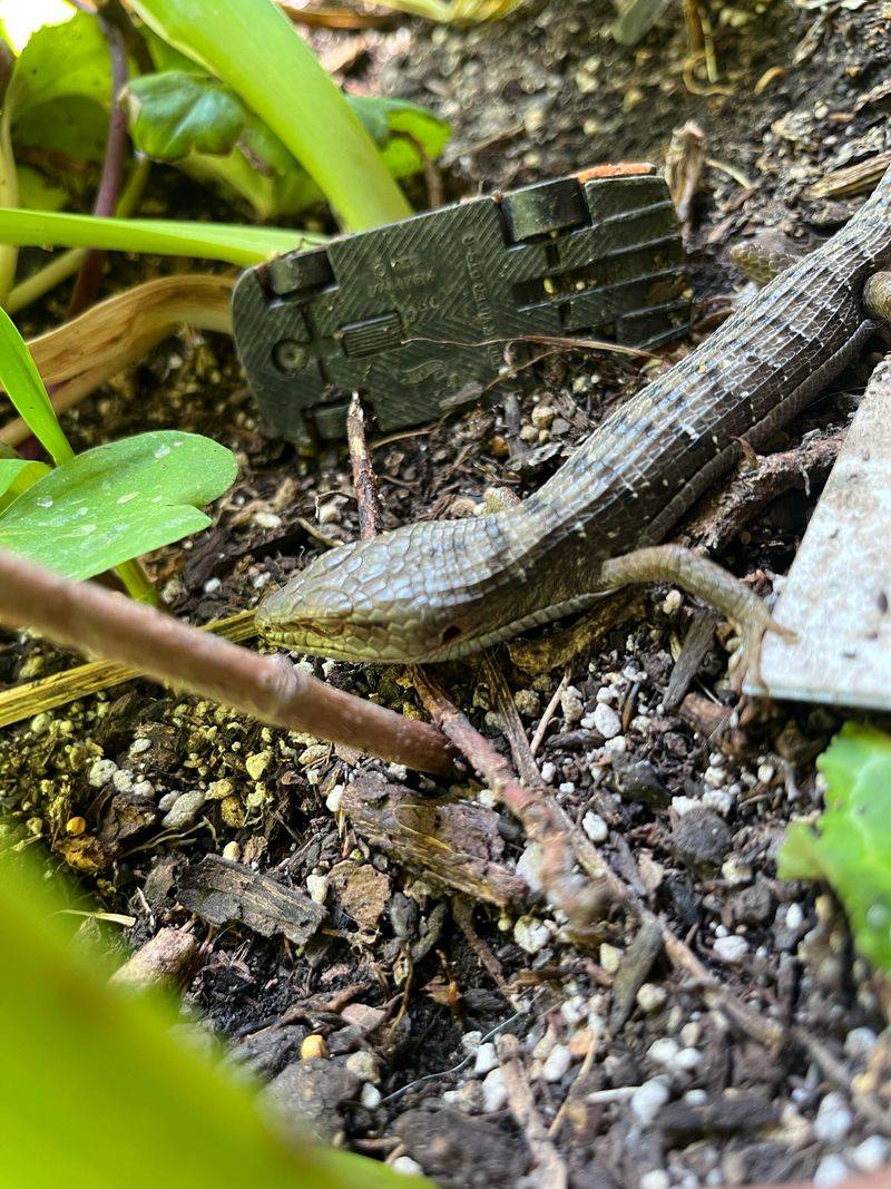 They Usually Want Insects, Not Your Plants
