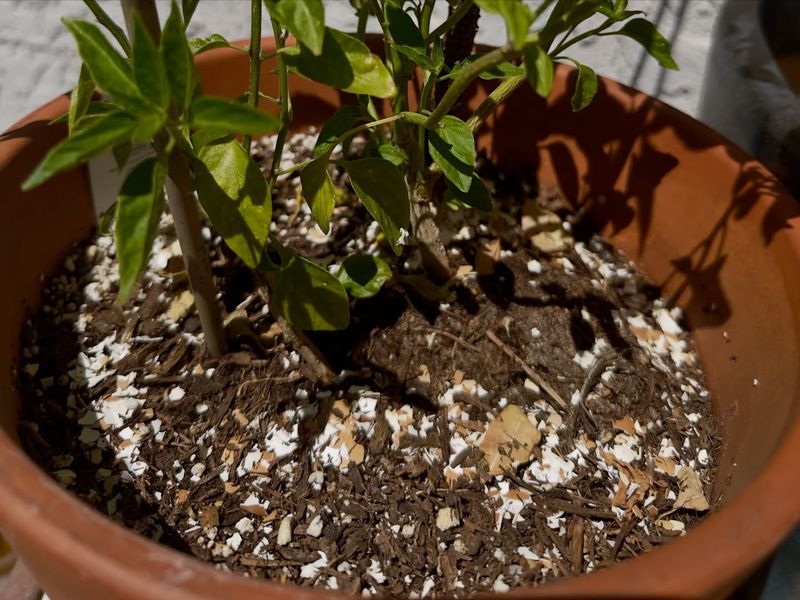 They Want To Add Calcium To The Soil
