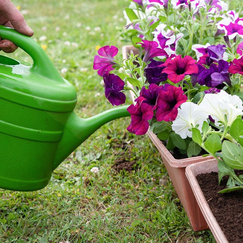 They're Being Watered Too Often They're Being Watered Too Often