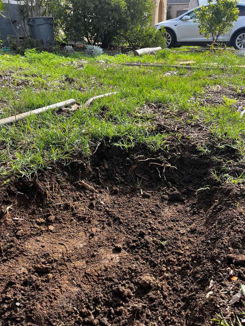 Thick Bermuda Can Hide A Spongy Layer Underneath