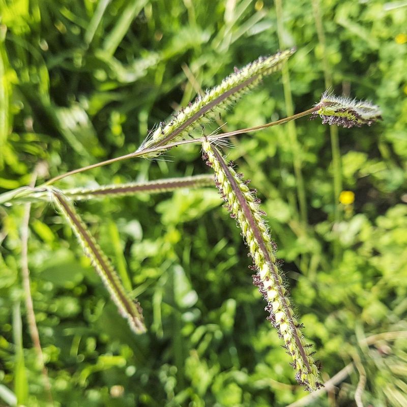 Thick Clumps Help Separate It From Desirable Turf