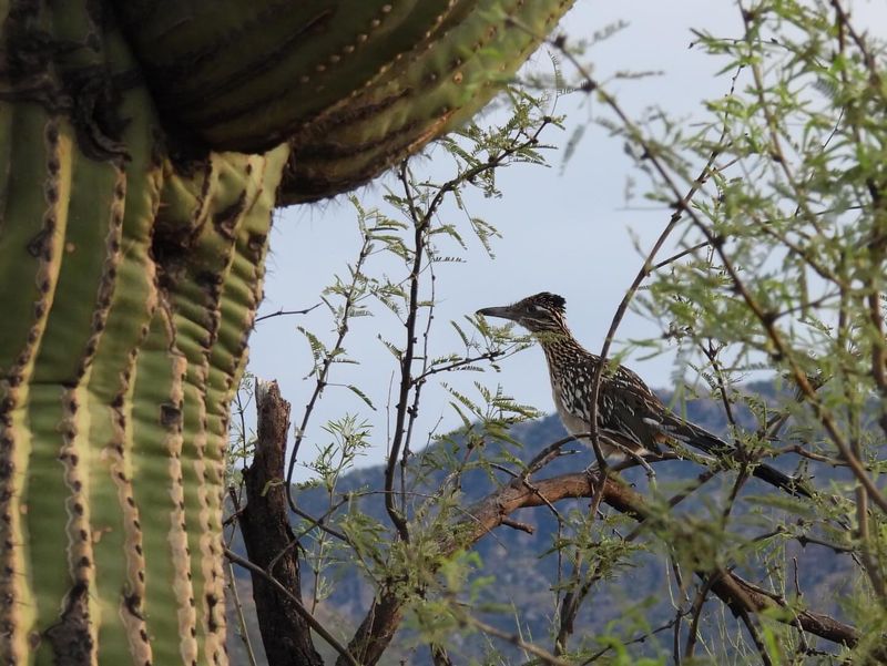 Thick Desert Plants Provide Safe Shelter Thick Desert Plants Provide Safe Shelter